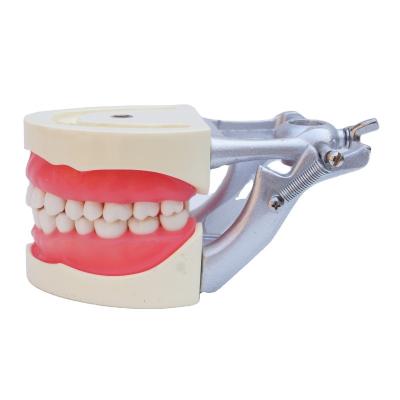 Cina Modello standard Dental Practice Studente Dental Tipodonti dentali in resina acrilica con Articulatore DP in vendita