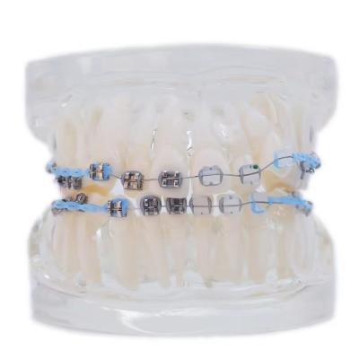 China Modelo de dientes humanos multicolores para estudio Dental Ortodoncia Modelo de dientes con soporte en venta