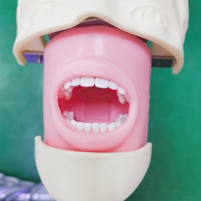 China Estudantes de Odontologia Profissional Modelo de Treinamento Simulador Ciências Médicas Modelo de Cabeça Fantasma Dental à venda