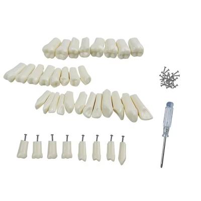 China 32pcs / Set Dental Typodont Remplazo de dientes Dental Estudiante Práctica Herramientas Dureza Dientes de resina en venta