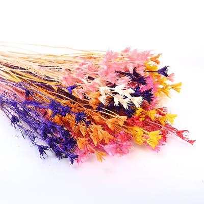 China Natural Natural Dried Flower Bouquet Real Nigella Touch Preserved Touch Flower Dried Nigella Octagon Flower Orientalis for sale