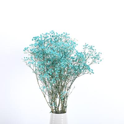 China Natural Touch Wholesale Natural Touch Preserved Dried Flower Babysbreath Bouquet Dried Gypsophila For Wedding Decoration for sale