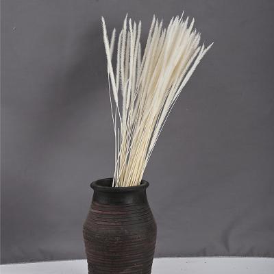 China Real Long Lasting Natural Dry Golden Flower Preserved Pampas Grass For Decoration for sale