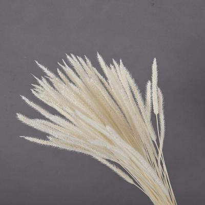 China Long Lasting Pampas Grass Indoor Decoration Flower 60cm Feathers Long Dry Golden Grass for sale