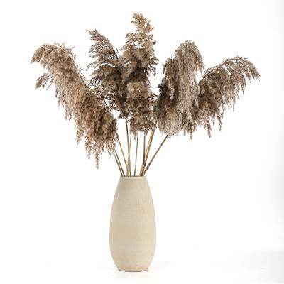 China Europe Pampas Grass Natural High End Wedding Party Indoor Decoration Plume Pampas Grass Long Dried for sale