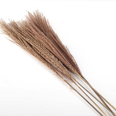 China Natural Touch Natural European Style Touch Pampas Grass Ponytail Wild Dry Beater For Wedding Decor for sale