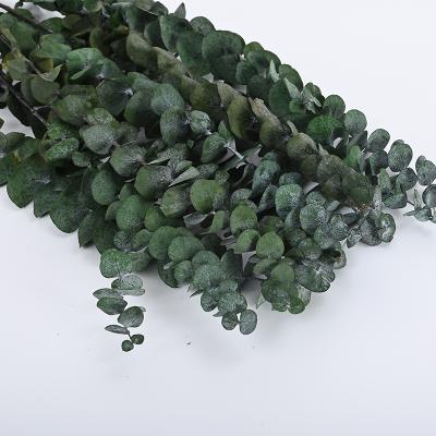 China First Modern Modern Eucalyptus Leaves from Spleen Supplie Handmade Eternal Natural for sale