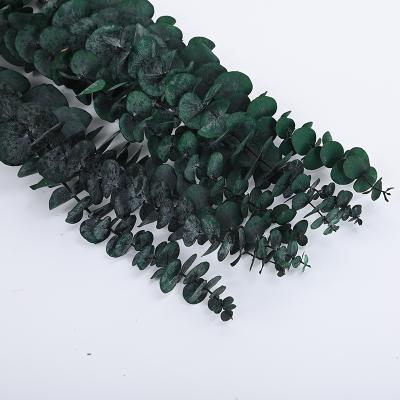 China Brand Modern Quality Portable Natural Preserved Eucalyptus Leaves for sale