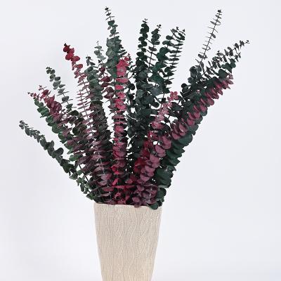 China China Top Grade Modern Best Modern Preserved Eucalyptus Leaves Stems for sale