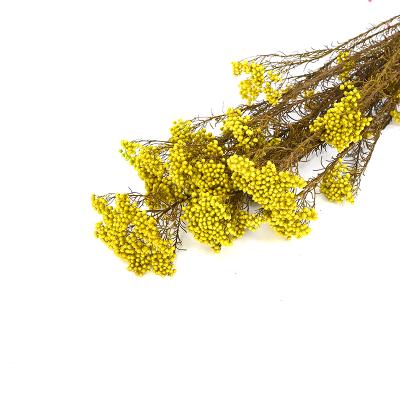 China Beautiful small natural dry touch flower indoor decoration preserved rice flower millet flower for sale