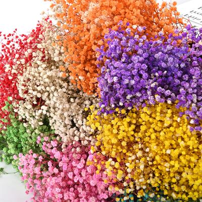 China Wholesale Natural Touch Babysbreath Natural Fresh Flowers Dried Gypsophila For Decoration for sale