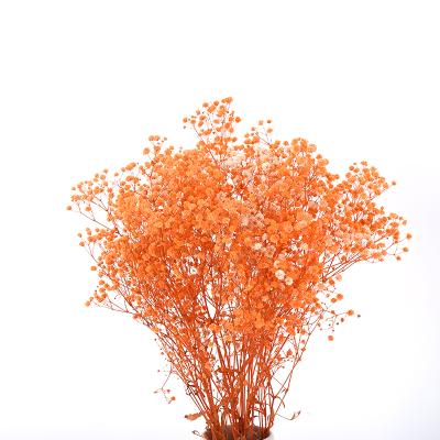 China Real Touch Natural Multiple Color Touch Wedding Decoration Dried Babysbreath Flower Preserved Gypsophila for sale