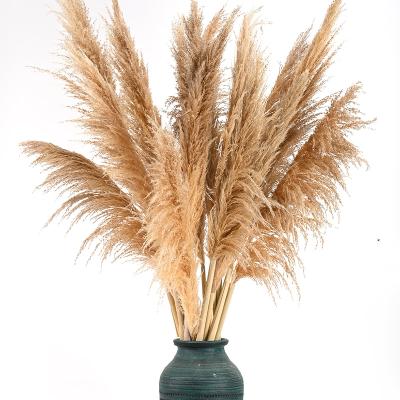 China Europe Dried Flower Extra Large Fluffy Natural Dried Pampas Grass For Wedding Flower Arrangements Home Decor for sale