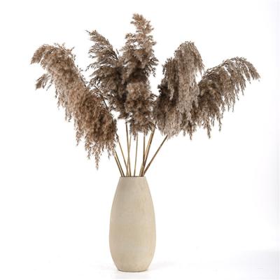 China Large Europe Pampas Grass Wedding Decoration Dried Large Pampas Grass for sale