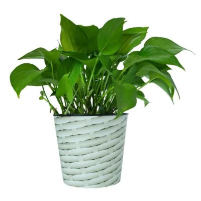 China Econo modern 6 inch factory price outdoor cheap plastic balcony home plastic flower pot for garden planter for sale