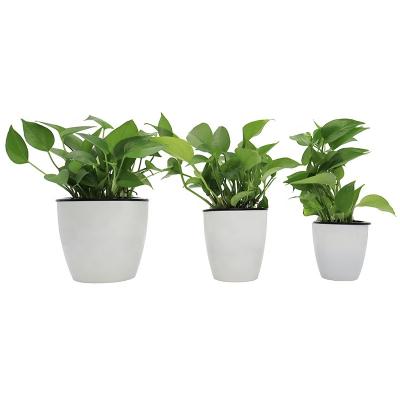 China Minimalist Econo Style Wholesale Modern Household Flower Pot Wall Hanging Vertical Single Plastic Flower Pot With Automatic Suction Chamber for sale