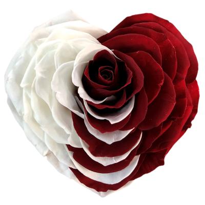 China Real Touch Natural Valentine's Day Fresh Rainbow Rose Preserved Flowers for sale