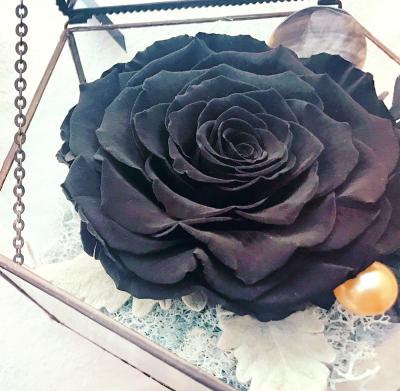 China Natural Touch Unfading Valentines Day Gifts Giant Artificial Dry Black Rose Real Touch Flower for sale