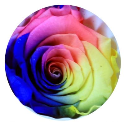 China Real Natural Fresh Rainbow Eternal Roses Preserved Flower Customized Long Lasting Wholesale for sale