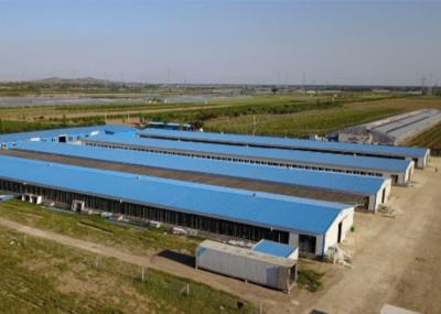 China Galvanisiertes Stahlkonstruktions-Geflügel-Haus-windundurchlässiges Stahlhühnerhaus zu verkaufen