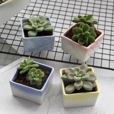 China Stocked wholesale hand painting ceramic flower pot customized creative decorative ceramic fleshy mini flower pots for sale