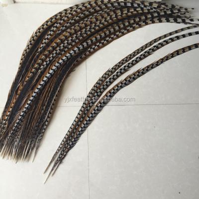 China Decorations 50-55inch Feathers Long Chiefs Pheasant Tail Feathers For Carnival Shows for sale