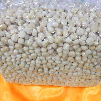 China Top grade clean raw materials OEM ODM planting base and processing fresh macadamia available for sale