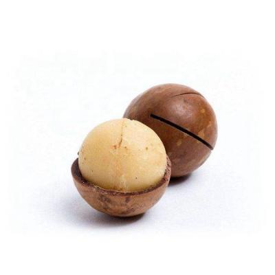 China Good Quality Macadamia Importers Australia Hazel Nuts Dry Competitive Price OEM Flavor Package for sale