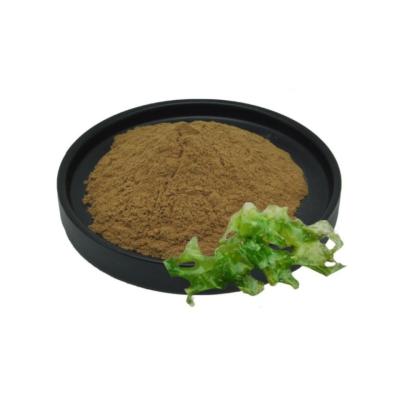 China Health Food Direct Supply Sea Moss Black Seed Oil Ashwagandha Ginger Powder Raw Material Herbal Extract zu verkaufen