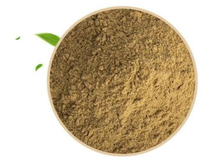 China Herbal Extract Hericium Erinaceus Extract Raw Material Powder For Dietary Supplement zu verkaufen