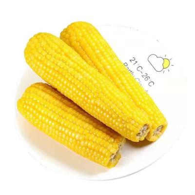 China Double Sale Double Sale Hot Waxy Waxy Corn Sticky Vacuum Packed Sticky Corn for Breakfast for sale