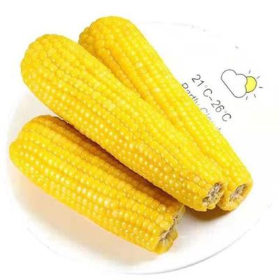 China FROZEN Manufacturers Wholesale Waxy Corn Melted Fresh Sticky Soft Waxy Corn for sale