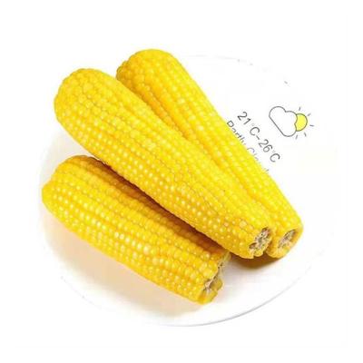 China FROZEN Manufacturers Wholesale Non-GMO Healthy Food Fresh Corn for sale