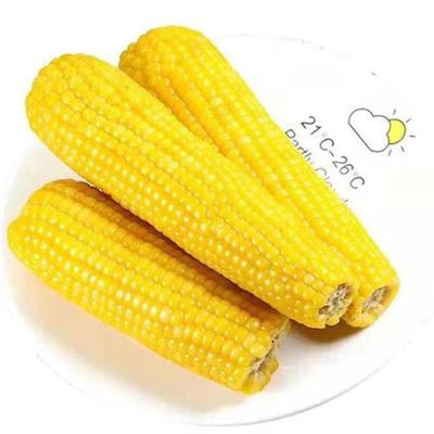 China Wholesale production JELLY corn of fresh yellow corn maize yolk for sale