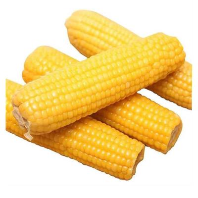 China FROZEN premium quality low fat sweet yellow corn delicious fruit corn for family for sale