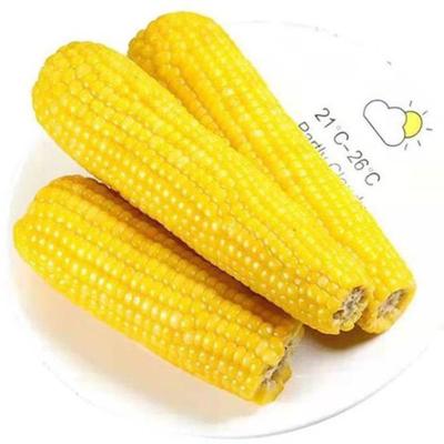 China Waxy Waxy Corn Double Cob Waxy Yellow Waxy Corn Vacuum Packed Fresh Healthy Squishy FROZEN for sale