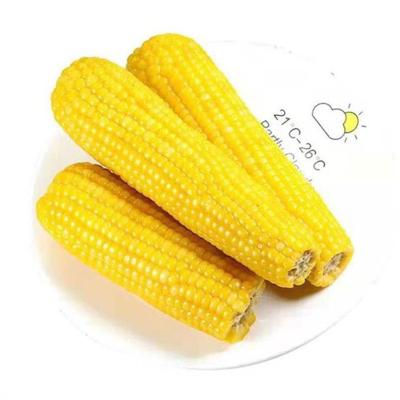 China FROZEN Hot Fresh Yellow Waxy Corn Non GMO Sale Ready Made Corn for sale