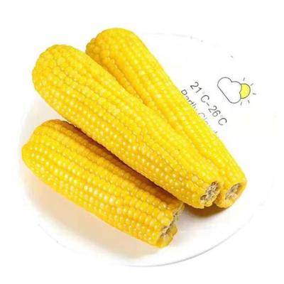 China FROZEN Healthy Vegetable Vacuum Packed Purple Yellow Waxy Corn for sale