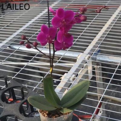 China Mobile seedling net and hydroponic seedlings used in greenhouse for sale