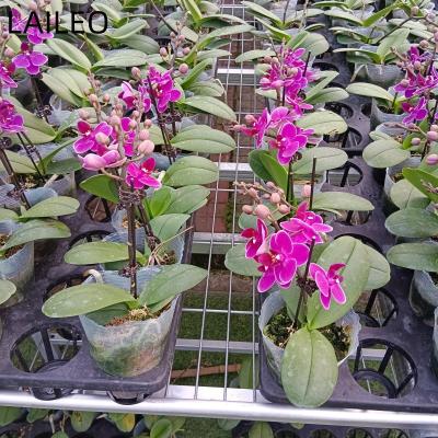 China Movable Greenhouse Rolling Benches New Premium Galvanized Wire Mesh Multi-span Greenhouses Greenhouse Agricultural Seedling for sale