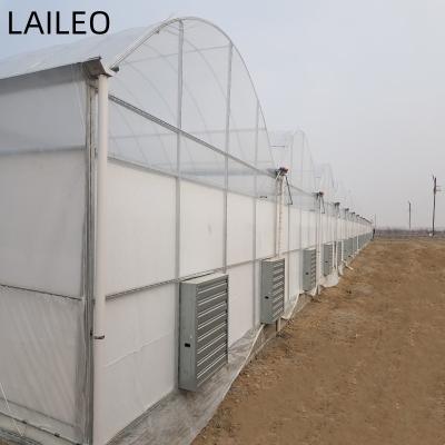 China Stable Structure Easily Assembled Low Cost Commercial Tunnel Greenhouse For Tomato Greenhouse for sale