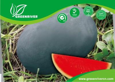 China Dark green Organic Watermelon Seeds with Sugar content 11.5% , Black for sale