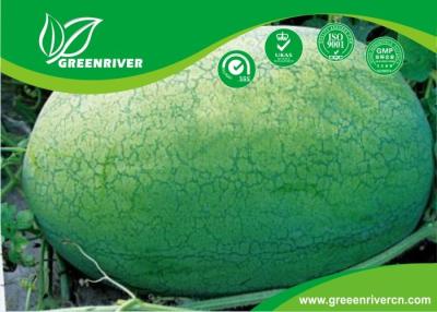 China De lichtgroene Zaden van de schil Organische Watermeloen met opgeleverde strepen Te koop