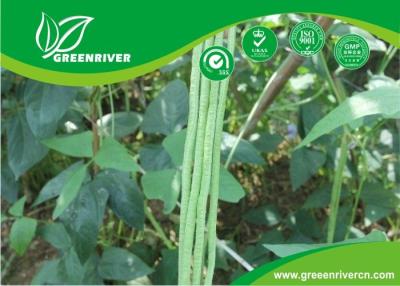 China Commercial Green Organic yard long bean seeds with thick flesh for sale