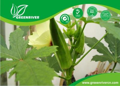 China Yellow Okra seeds / ladies finger seeds with FDA Certificate for sale