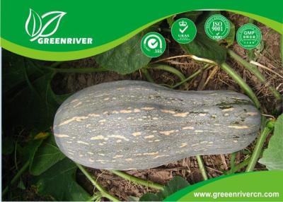 China Yellow organnic Chinese pumpkin seeds ISO9001-2000 Certificate for sale