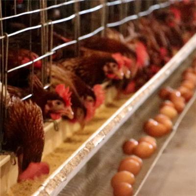 China El tipo caliente del alambre de acero Q235 H de las jaulas de batería sumergido galvanizó 128 la grada de los pájaros 4 en venta