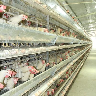 China Farm H Type 4 Door Layer Chicken Cage Q235 Steel Wire Welding for sale