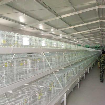 Chine Cage de poulet à rôtir de rendement élevé avec la certification du buveur IS9001 de mamelon à vendre