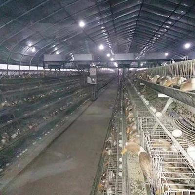 Chine Une ferme avicole de Duck Breeding Farming Cage For de couche de poulet de cadre à vendre